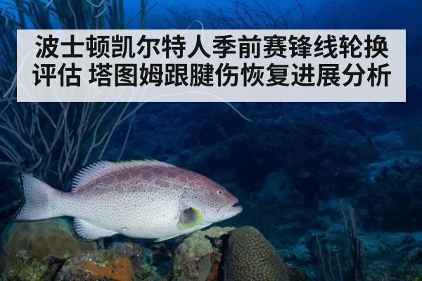 波士顿凯尔特人季前赛锋线轮换评估 塔图姆跟腱伤恢复进展分析